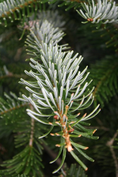 The Silvery Underside of the Normandy Fir