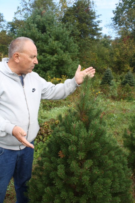 Michael Breighner talks about the relatively quick growth of a Scotch Pine