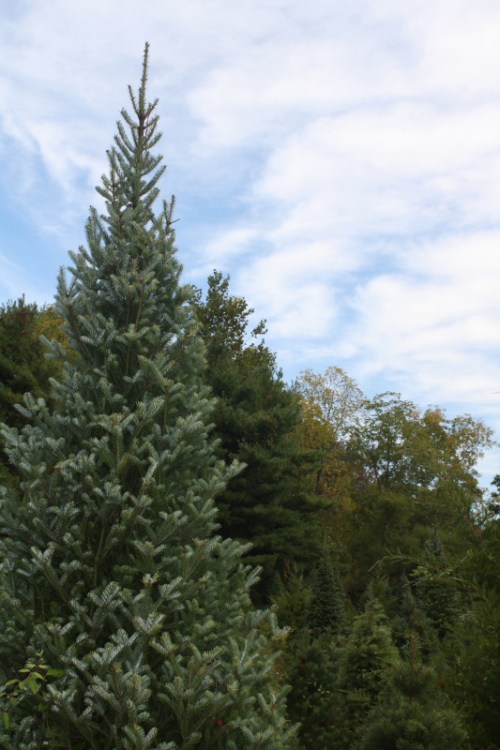 Dark blue-green Canaan Fir